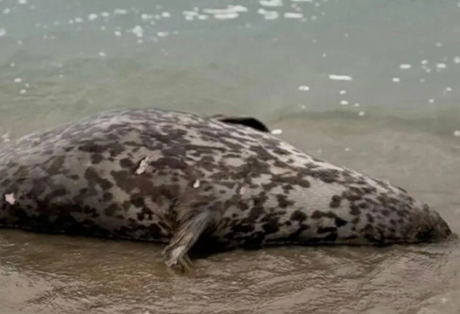 Xəzər sahilində ölü suitilər aşkarlandı