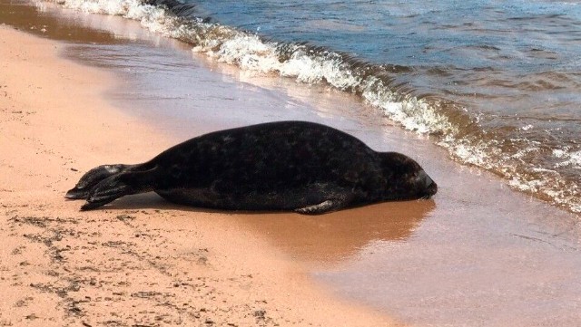 Xəzər sahilində 112 ölü suiti aşkarlandı