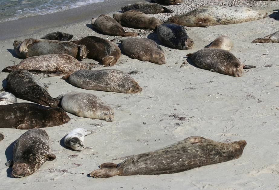 Xəzərdə suitilərin ölüm səbəbi - AÇIQLANDI