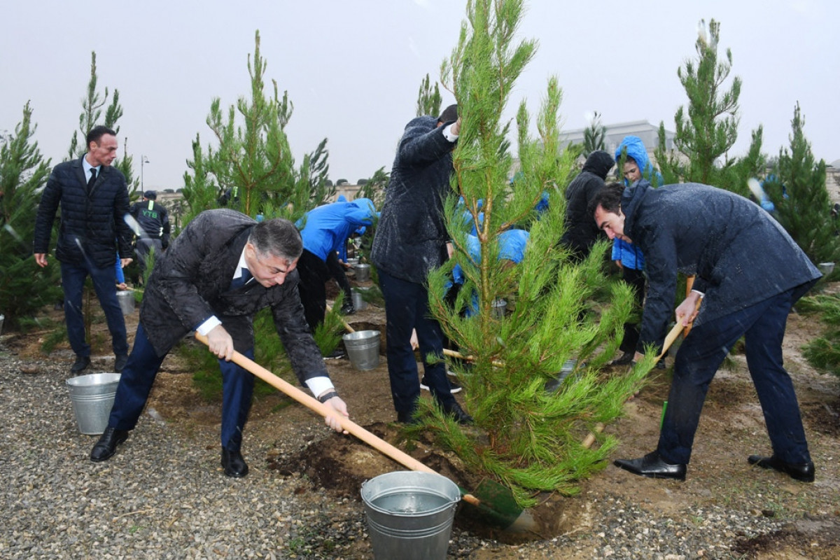 Zəfərin 5-ci ildönümünə həsr edilən ağacəkmə aksiyası - FOTO