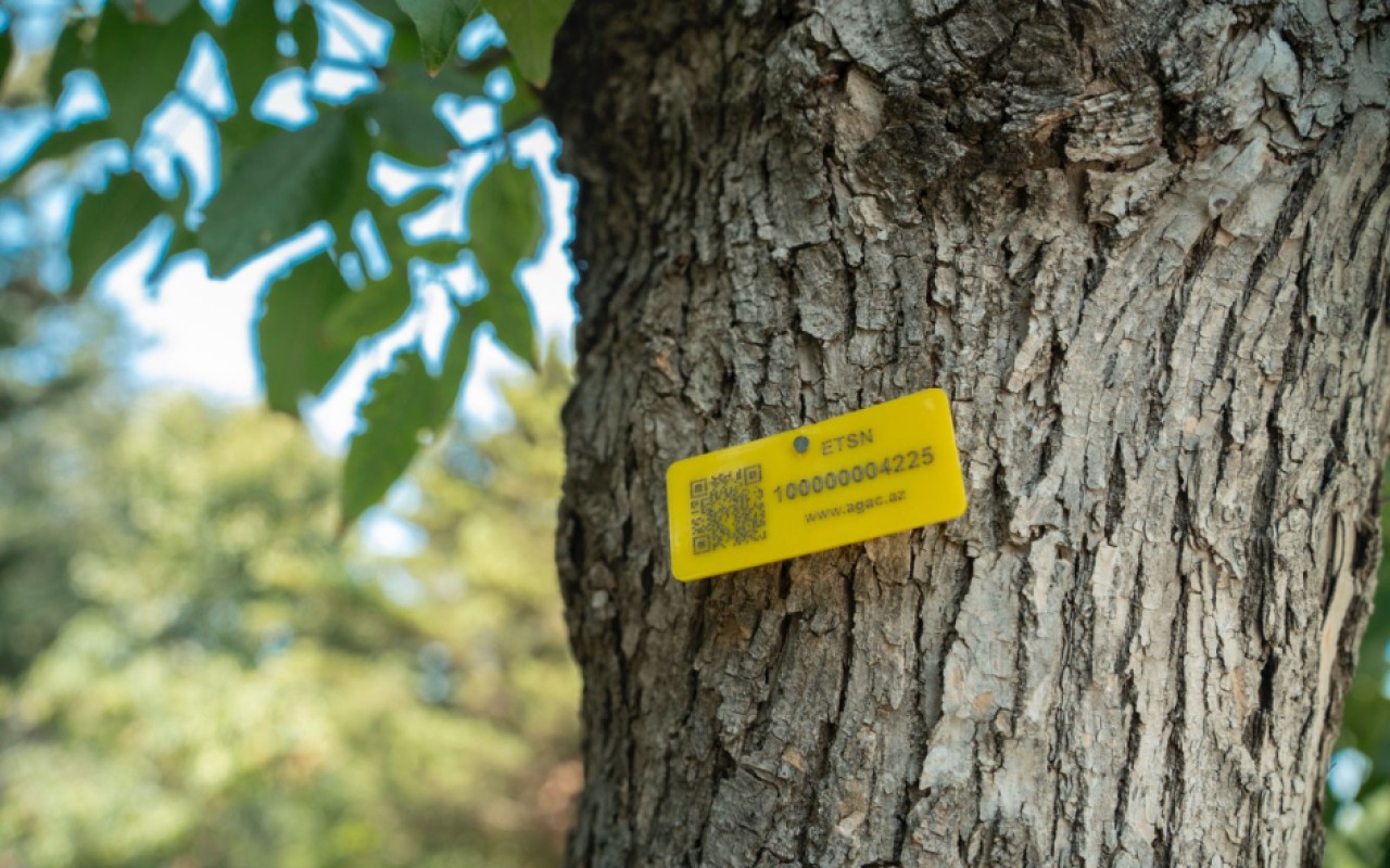 Meşələrdə ağacların nişanlanmasına başlanıldı