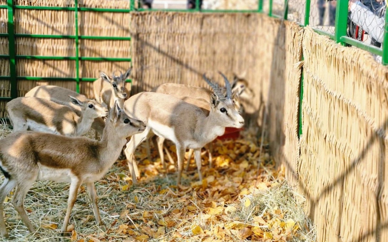 Culfada təbiətə nadir heyvanlar buraxıldı - FOTOLAR
