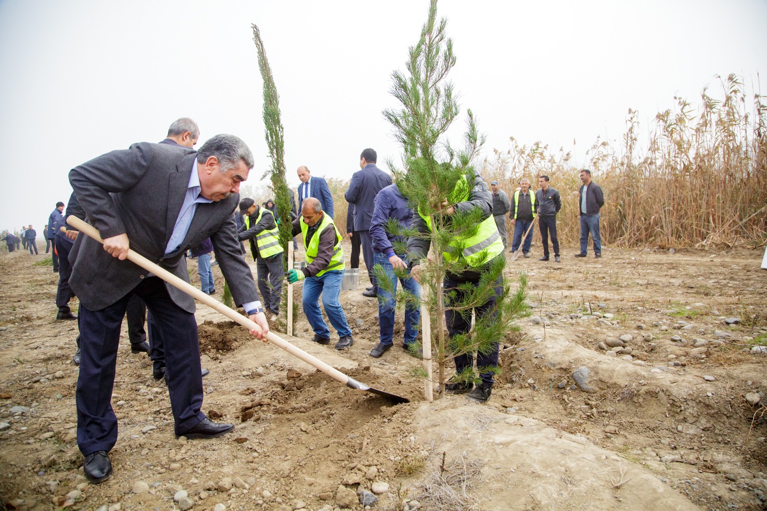 Salyanda Zəfər Günü ilə bağlı ağacəkmə aksiyası - FOTO