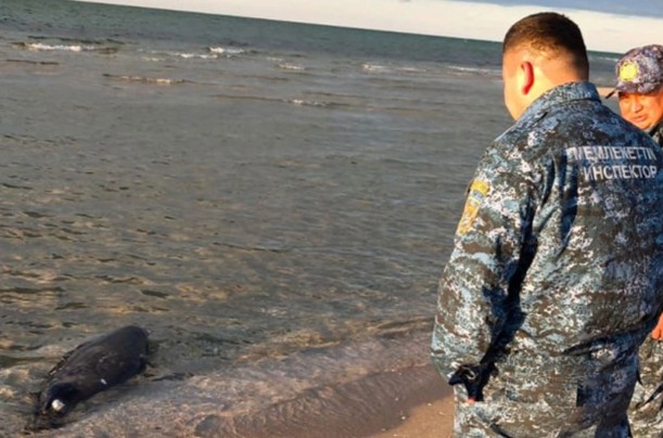 Xəzər sahilində daha 71 ölü suiti TAPILDI