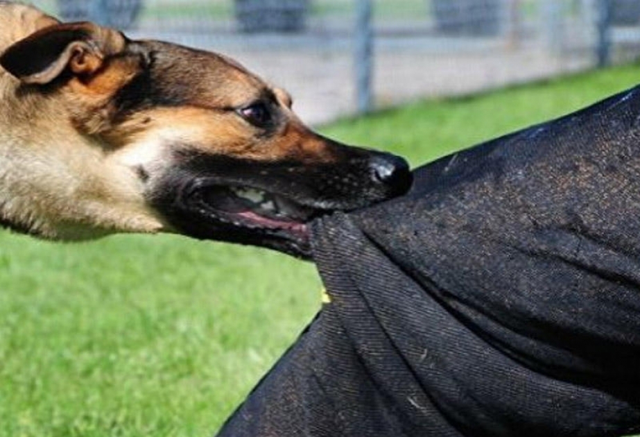 Balakəndə dəhşət - it kişini dişləyib öldürdü