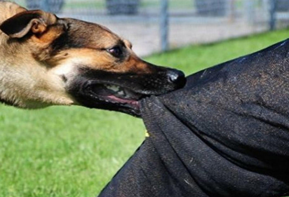 Sahibsiz itlər insanlara hücum etdi