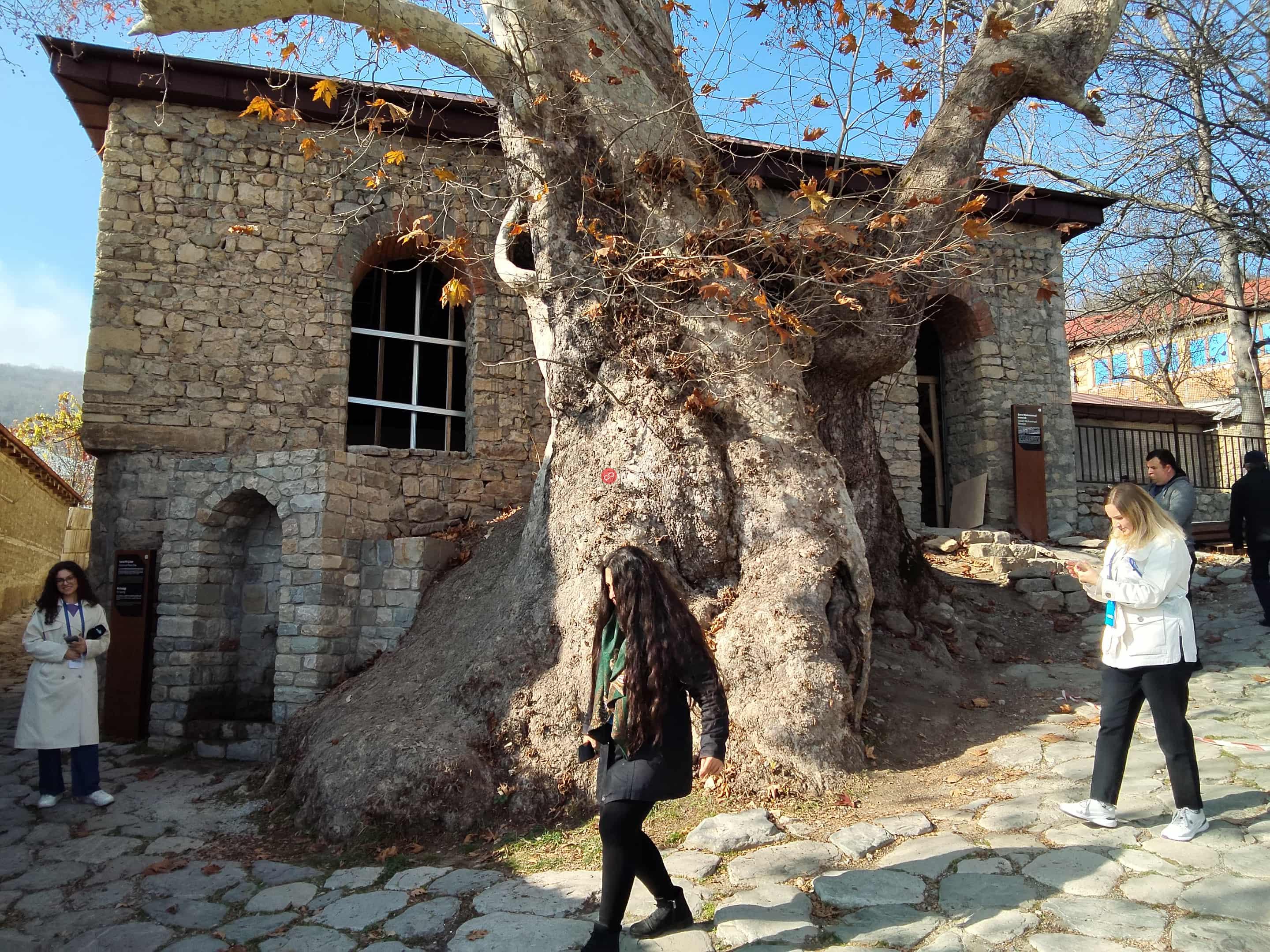 462 yaşlı xan çinar və ondan da qədim məscid - FOTO