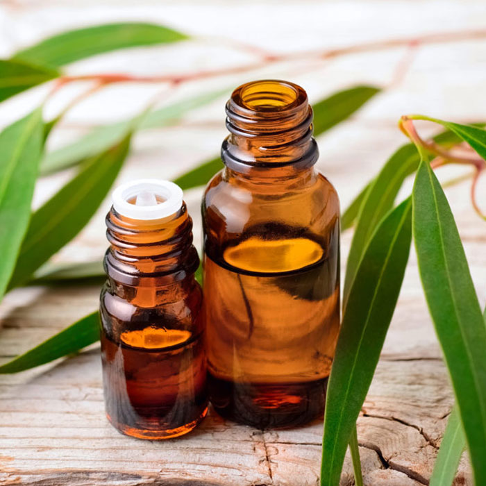 Olivia ilə Evkalipt yağını kəşf edin: faydaları və istifadəsi