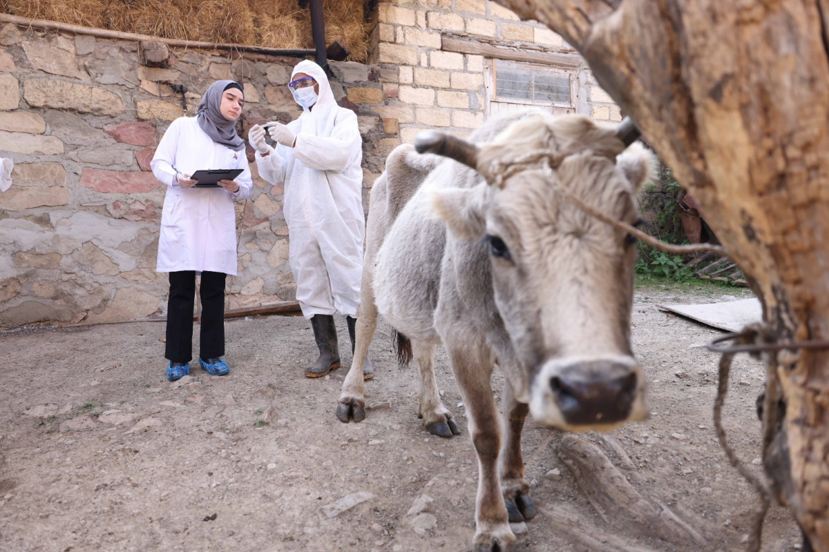 “Daşkəsən və Göygöldə aqrar inkişafa dəstək” layihəsi uğurla davam etdirilir - FOTOLAR