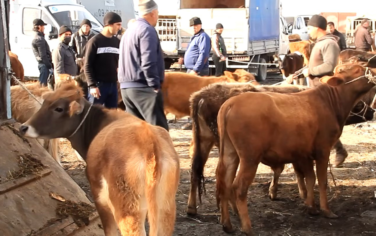 Heyvan bazarları nə vaxt açılacaq? - Rəsmi cavab