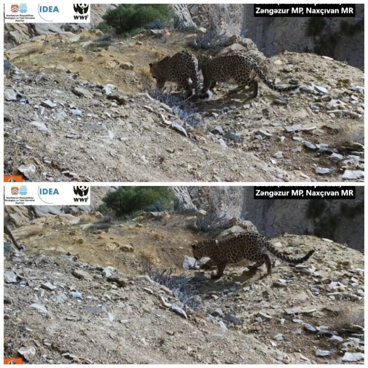 Zəngəzur Milli Parkında bəbir və iki balası görüntüləndi - FOTO