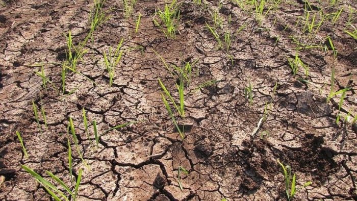 Quraqlıq sığortası fermerləri xilas edə biləcək?