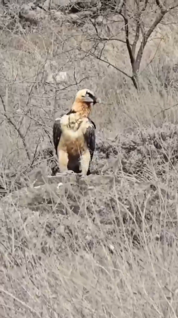 Laçında nadir quş göründü - FOTOLAR