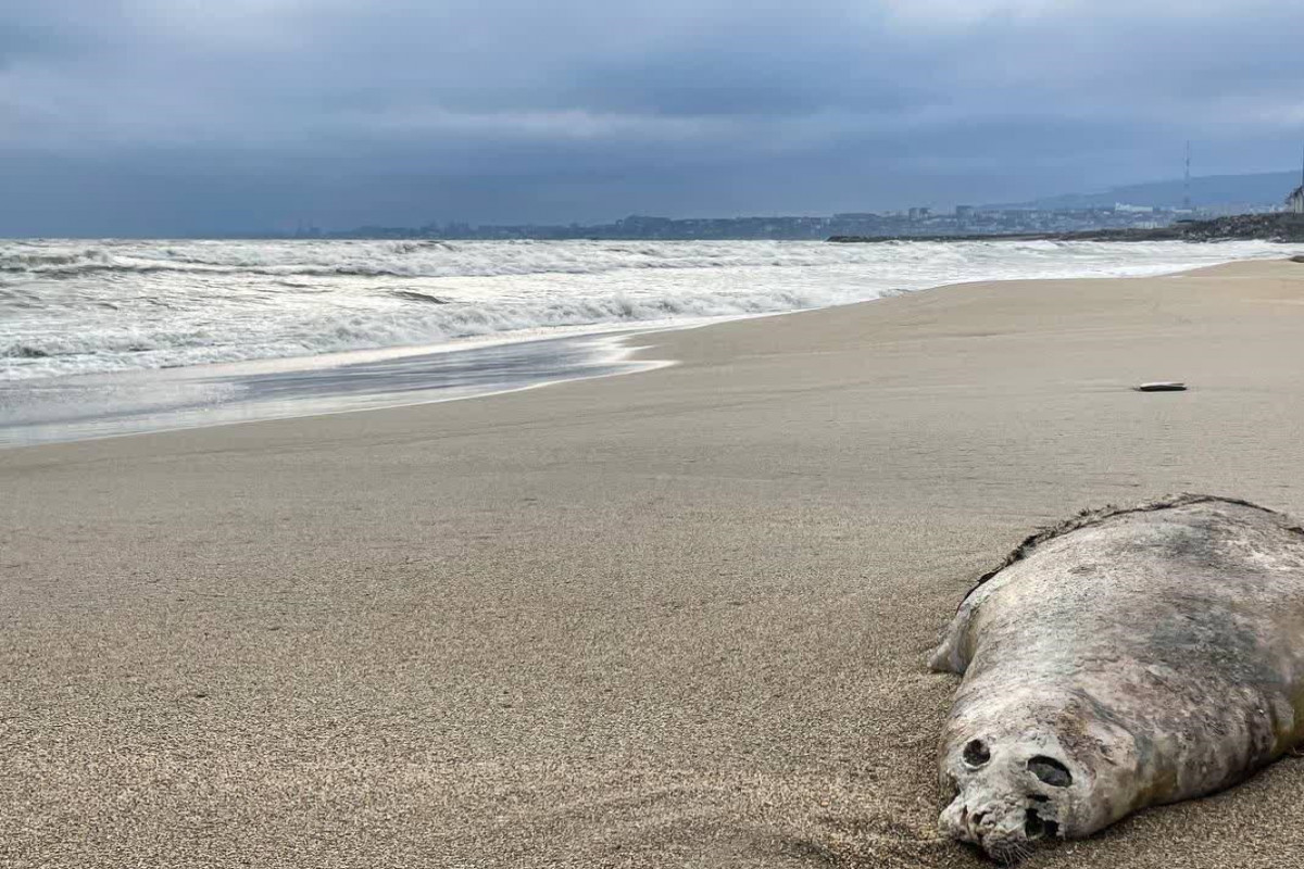 Xəzər sahilində 320 suiti meyiti tapıldı
