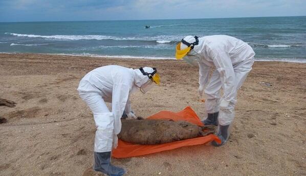 Xəzər sahilində tapılan ölü suitilərin sayı 500-ü keçdi