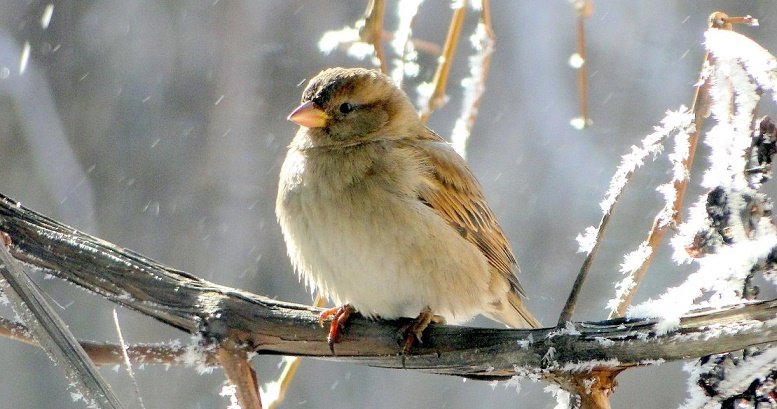 Hansı rayonlara qar yağacaq?