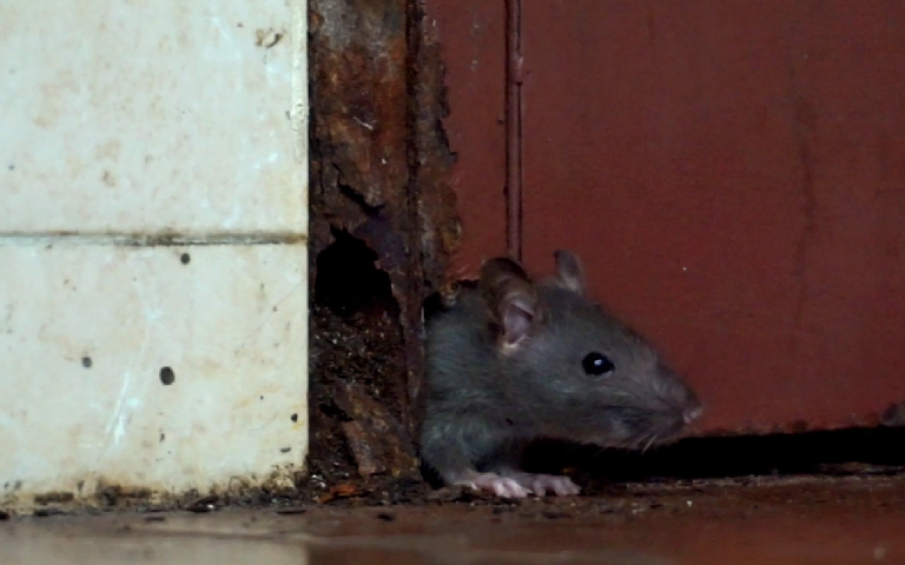 Bakıda siçovullar maşınlara zərər vurdu - VİDEO 