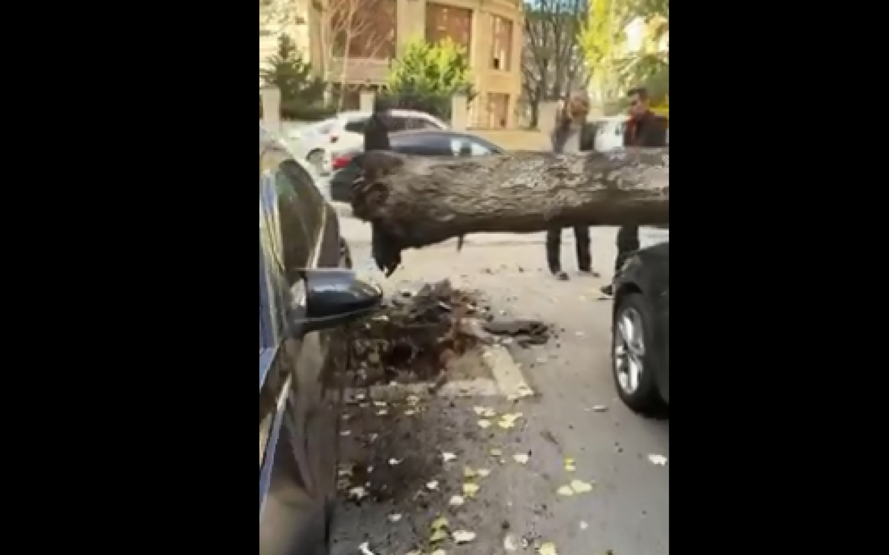 Bakıda ağac park edilmiş maşınların üzərinə düşdü - VİDEO