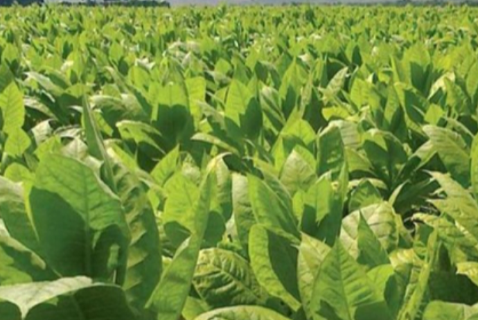 Azərbaycana&nbsp;tütün idxalı artıb