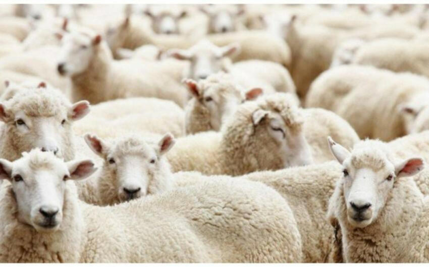 Somalidən gətirilən ət satış üçün deyilmiş &ndash; RƏSMİ