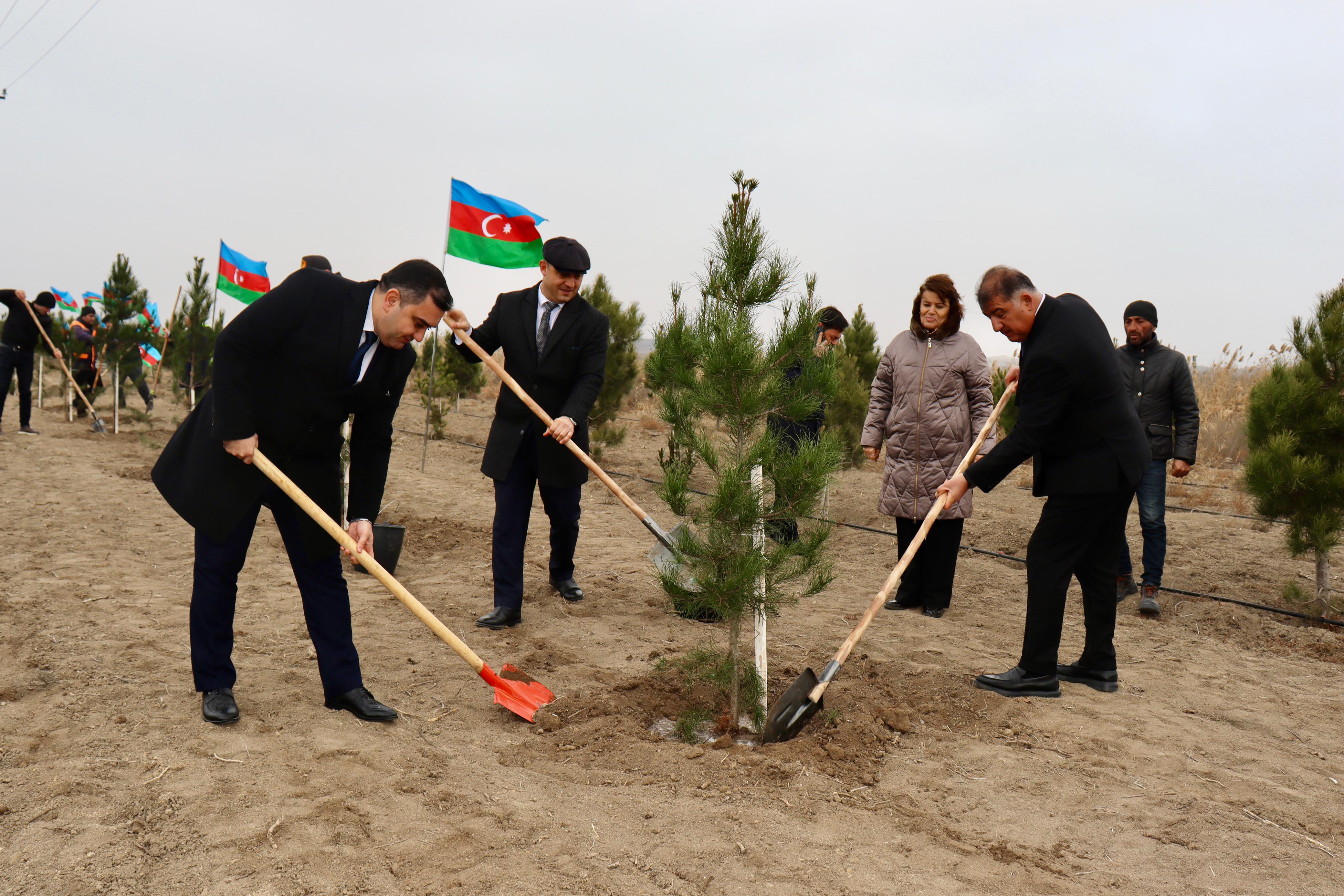 Samuxda növbəti ağacəkmə aksiyası keçirilib - FOTOLAR&nbsp;&nbsp;