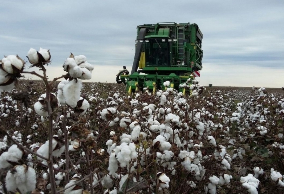 Azərbaycanda ən çox pambıq yığılan rayon açıqlandı