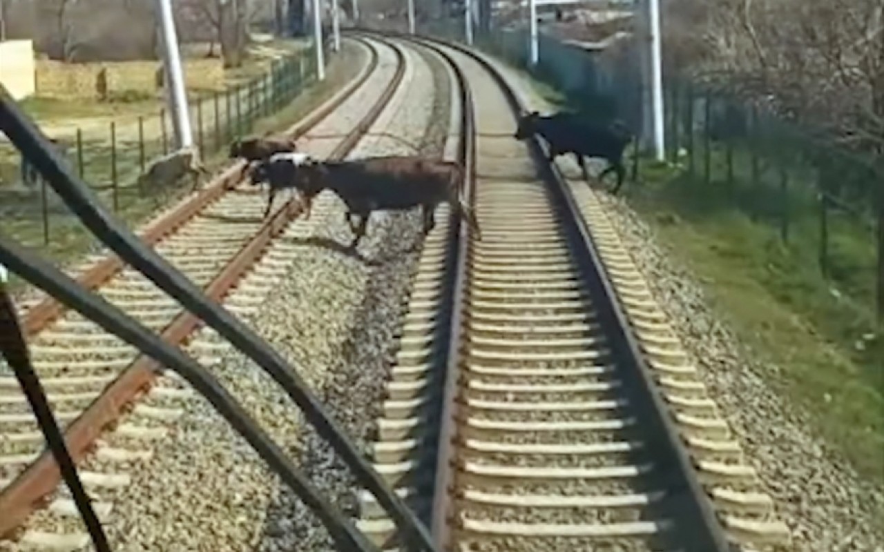 Qatarların qarşısına 54 dəfə qəfil heyvan çıxıb