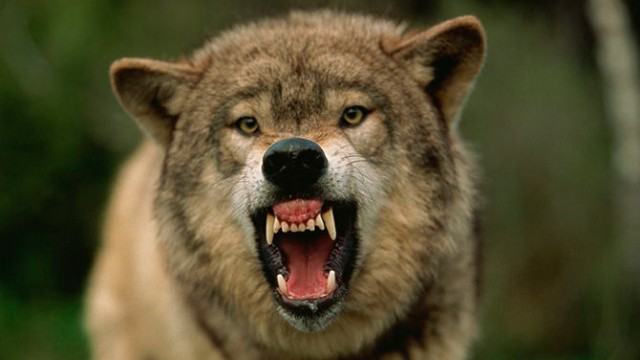 Canavar zooparkdan qaçdı - Ziyarətçilər təxliyə olundu