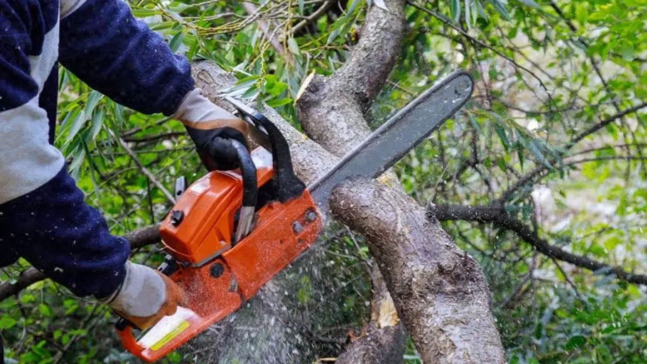Bakıda ağaclar kəsildi - prokurorluğa müraciət edildi