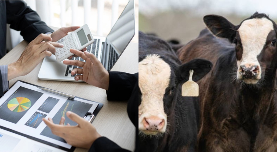 Nazirliyin&nbsp;5 milyon ödədiyi minlərlə mal-qara&nbsp;"yoxa çıxıb" - ŞOK FAKTLAR