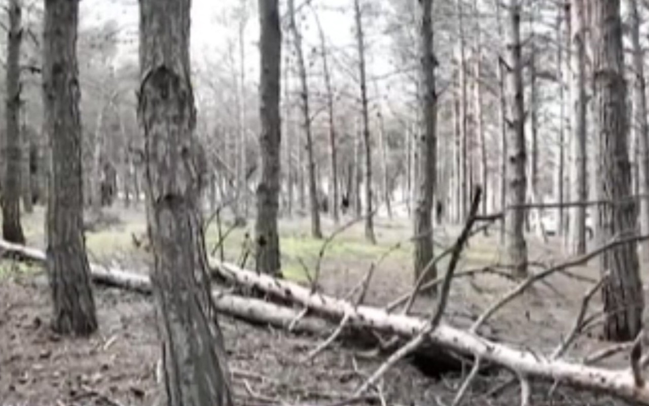 Biləcəridə meşə məhv olur - VİDEO