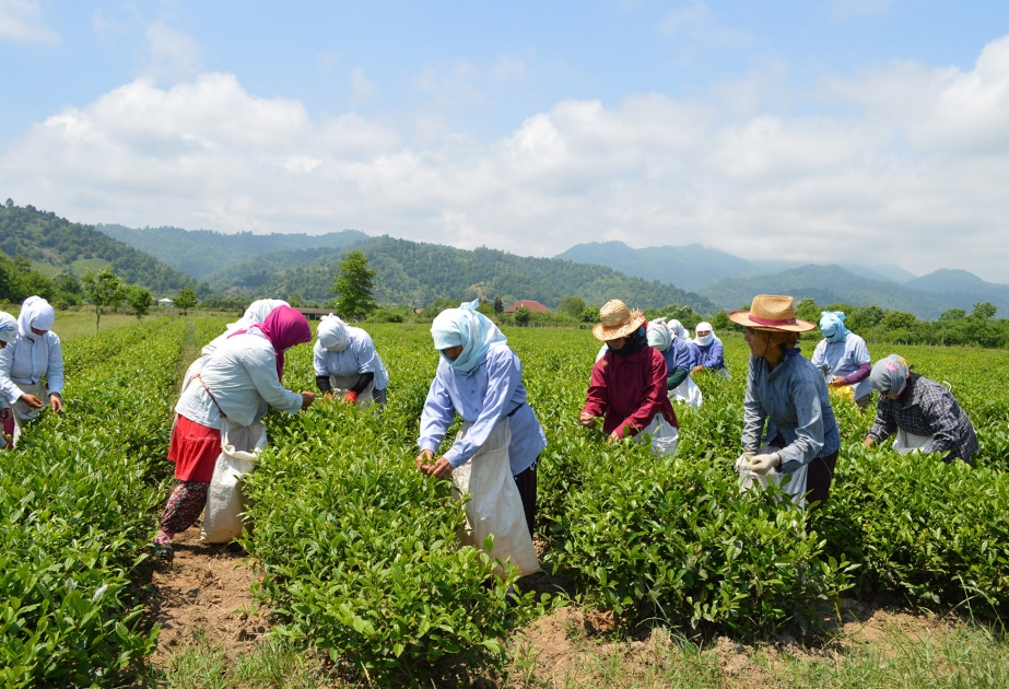 Azərbaycanda neçə ton çay yarpağı yığılıb?