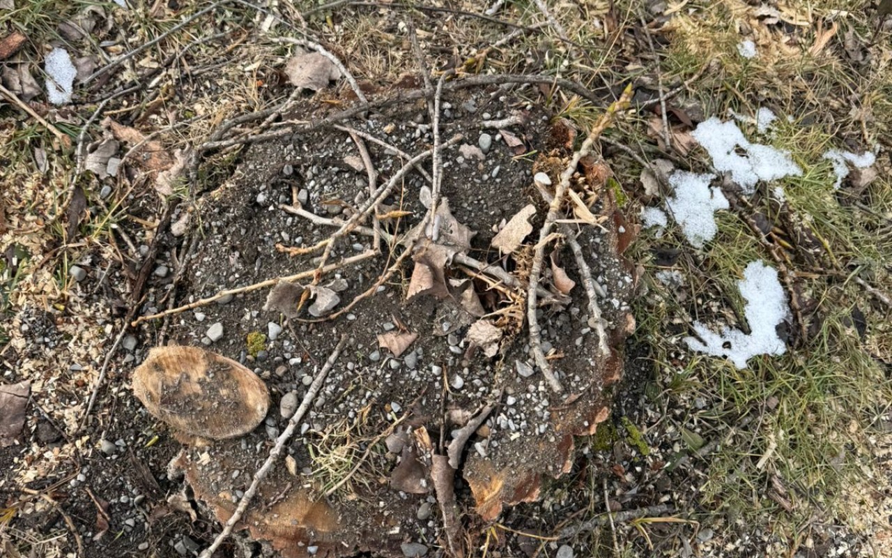 Oğuzda qanunsuz ağac kəsiminə görə&nbsp;cinayət işi açıldı