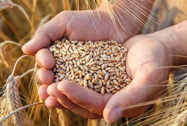 Dünyada taxıl qıtlığı gözlənilir&nbsp;- Proqnoz