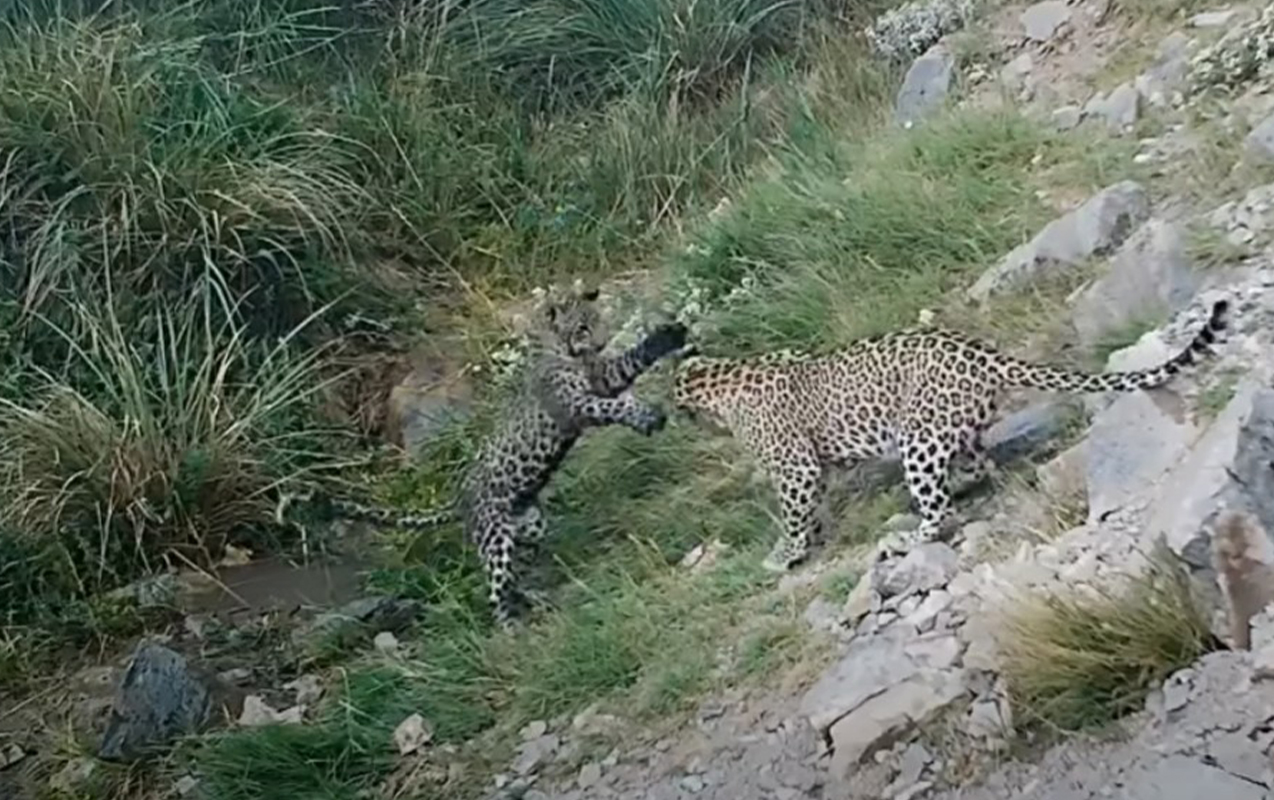 Zəngəzur dağlarında bəbir tapıldı