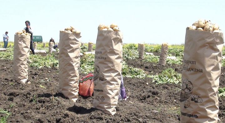 Azərbaycan kartof ixracından&nbsp;28 milyon dollar qazanıb