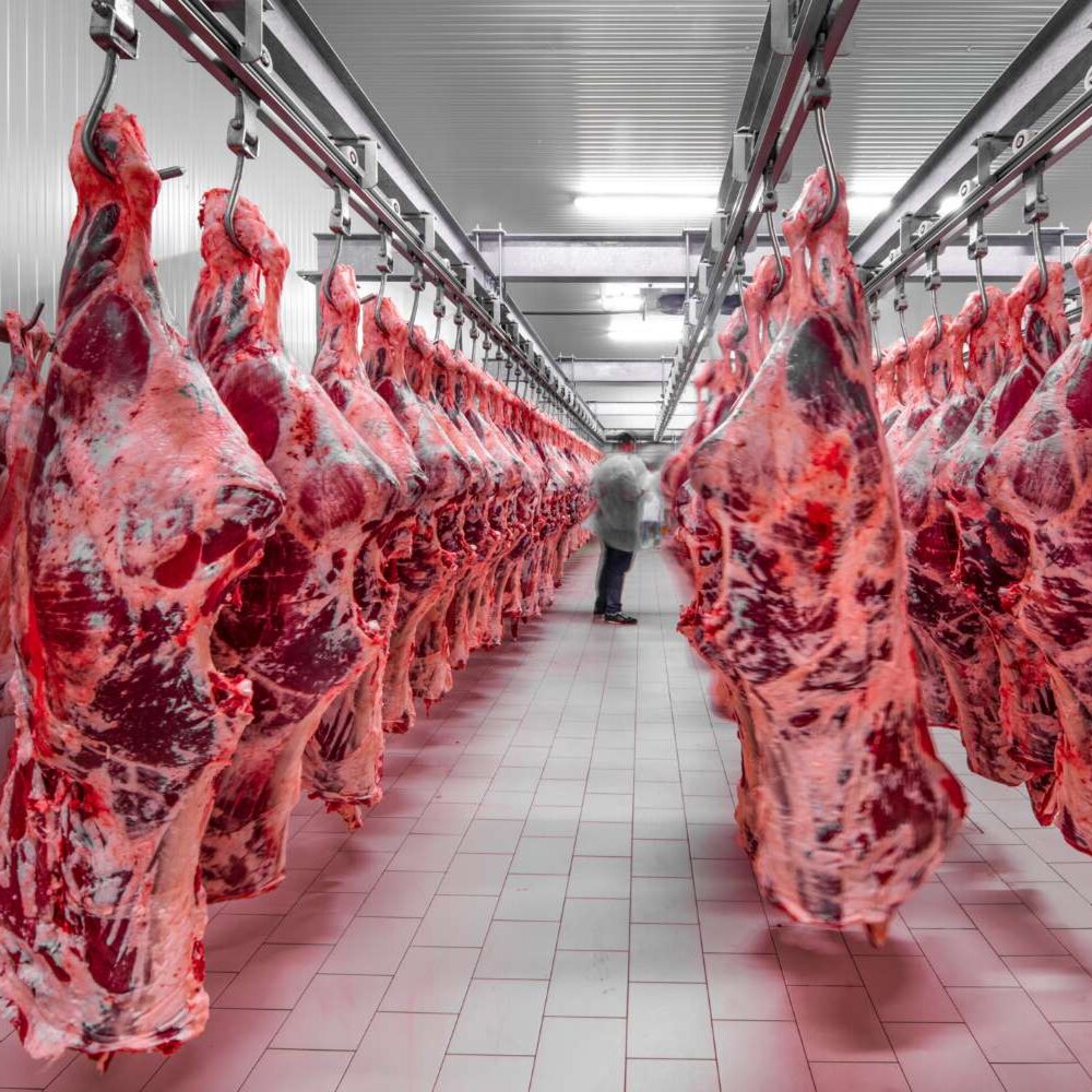 Azərbaycanda ət istehsalı yerində sayır