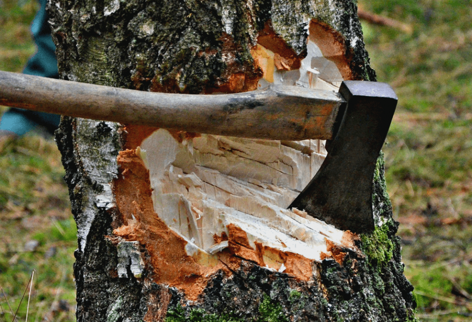 Tovuzda ağaclarının qırılması ilə bağlı araşdırma aparılır