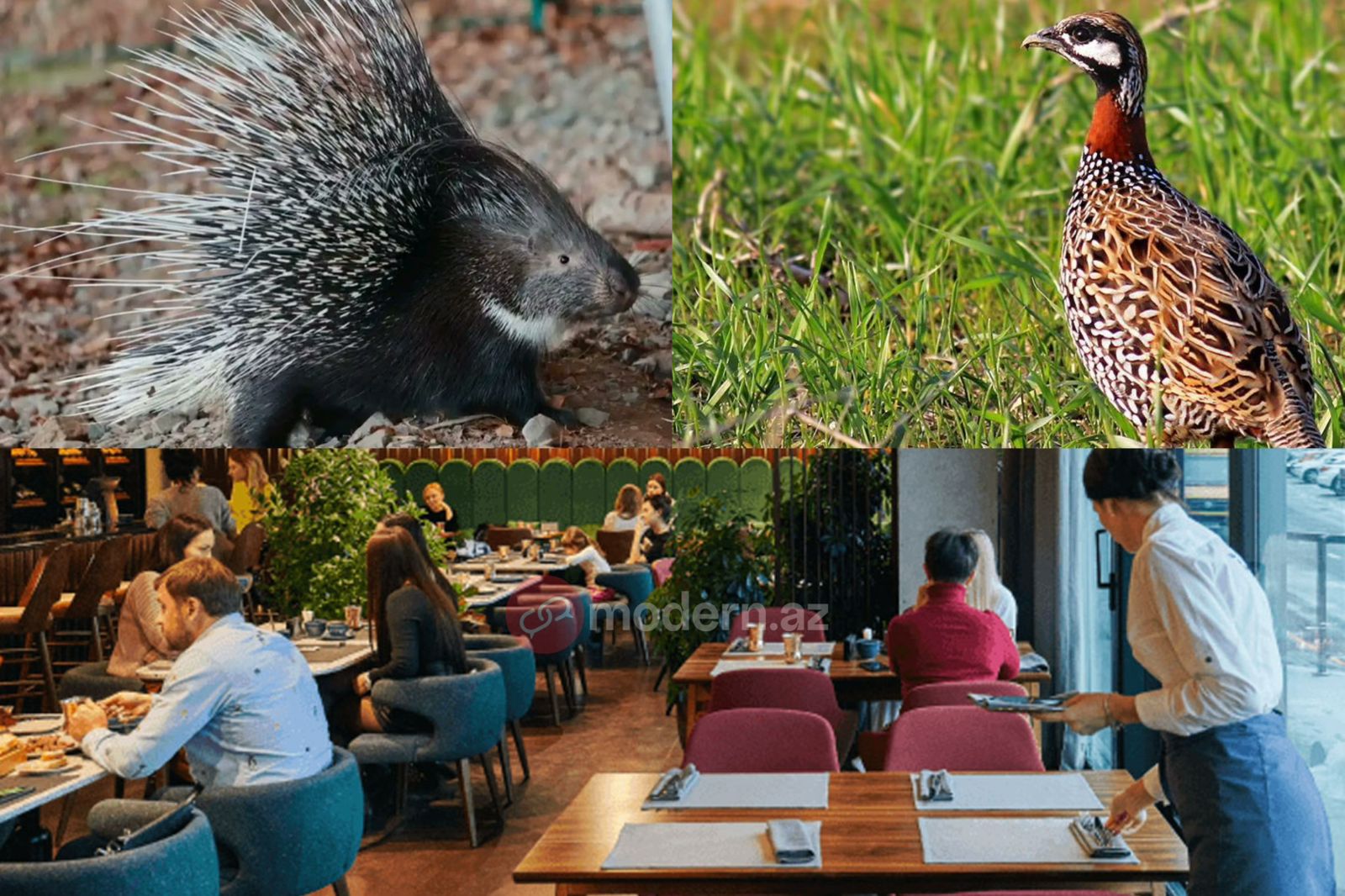 Nadir kirpi və turac əti satan restoranlara qarşı tədbir görülüb&nbsp;