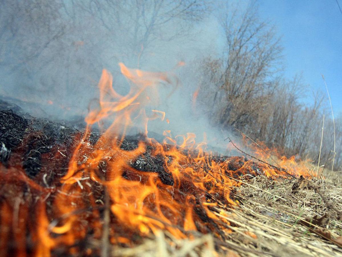 Əkin yerlərini yandıranlar 7 min manat CƏRİMƏLƏNƏCƏK