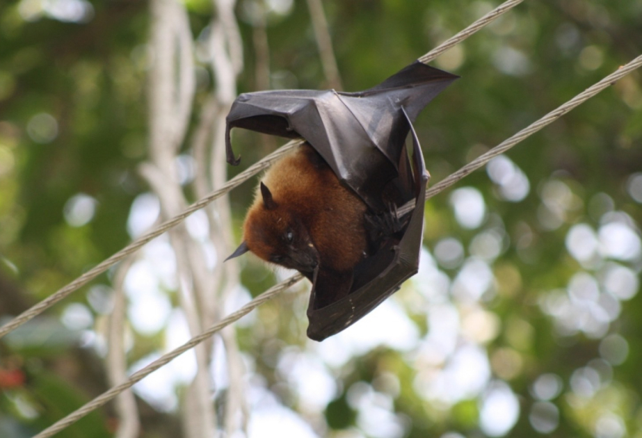 Yeni virus nə qədər qorxuludur? - 100 nəfər karantinə alındı