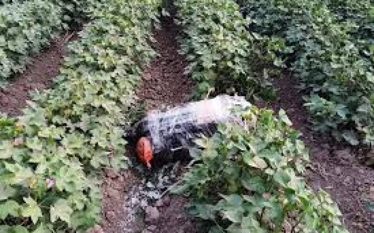 Narkotiklərin PUA vasitəsilə Azərbaycana keçirilməsinin&nbsp;qarşısı alındı