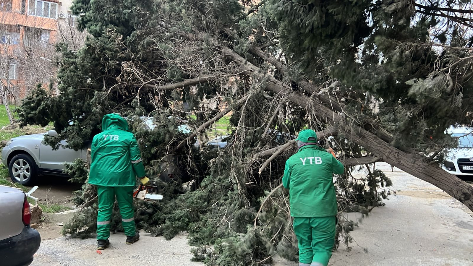 Bakıda güclü külək 37 ağacı sındırıb - FOTOLAR