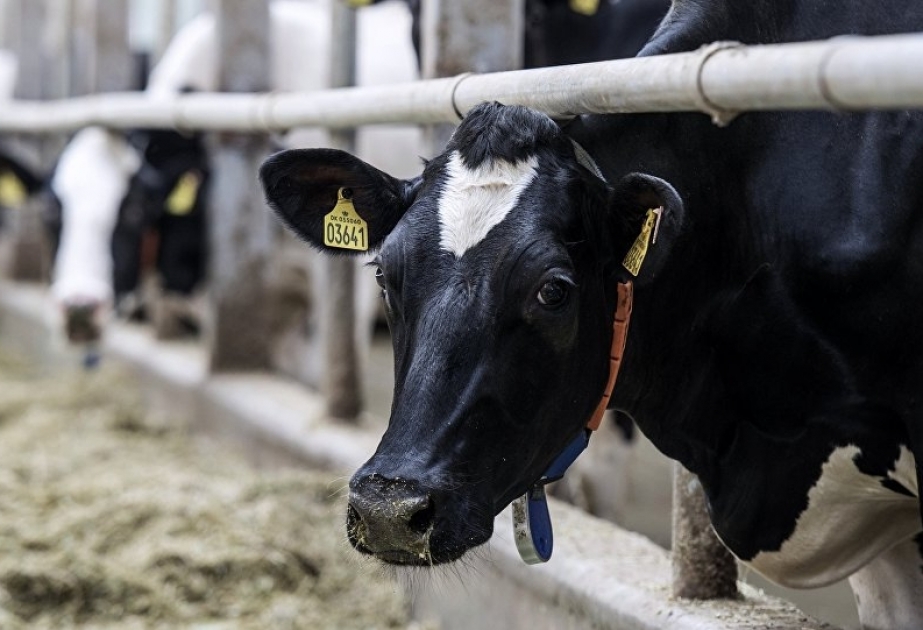 Nazirlik dabaq xəstəliyi ilə bağlı məlumat yaydı