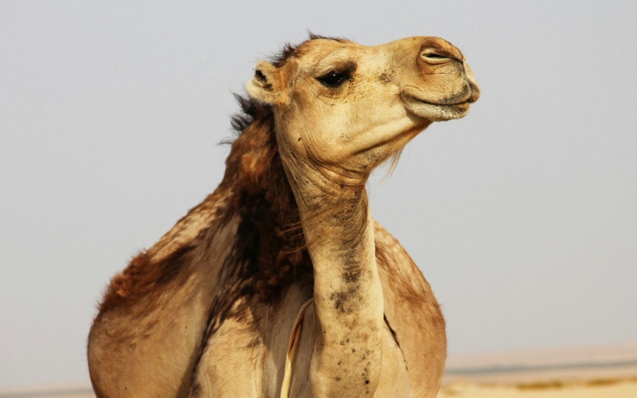 Dəvələrin də pasportu olacaq