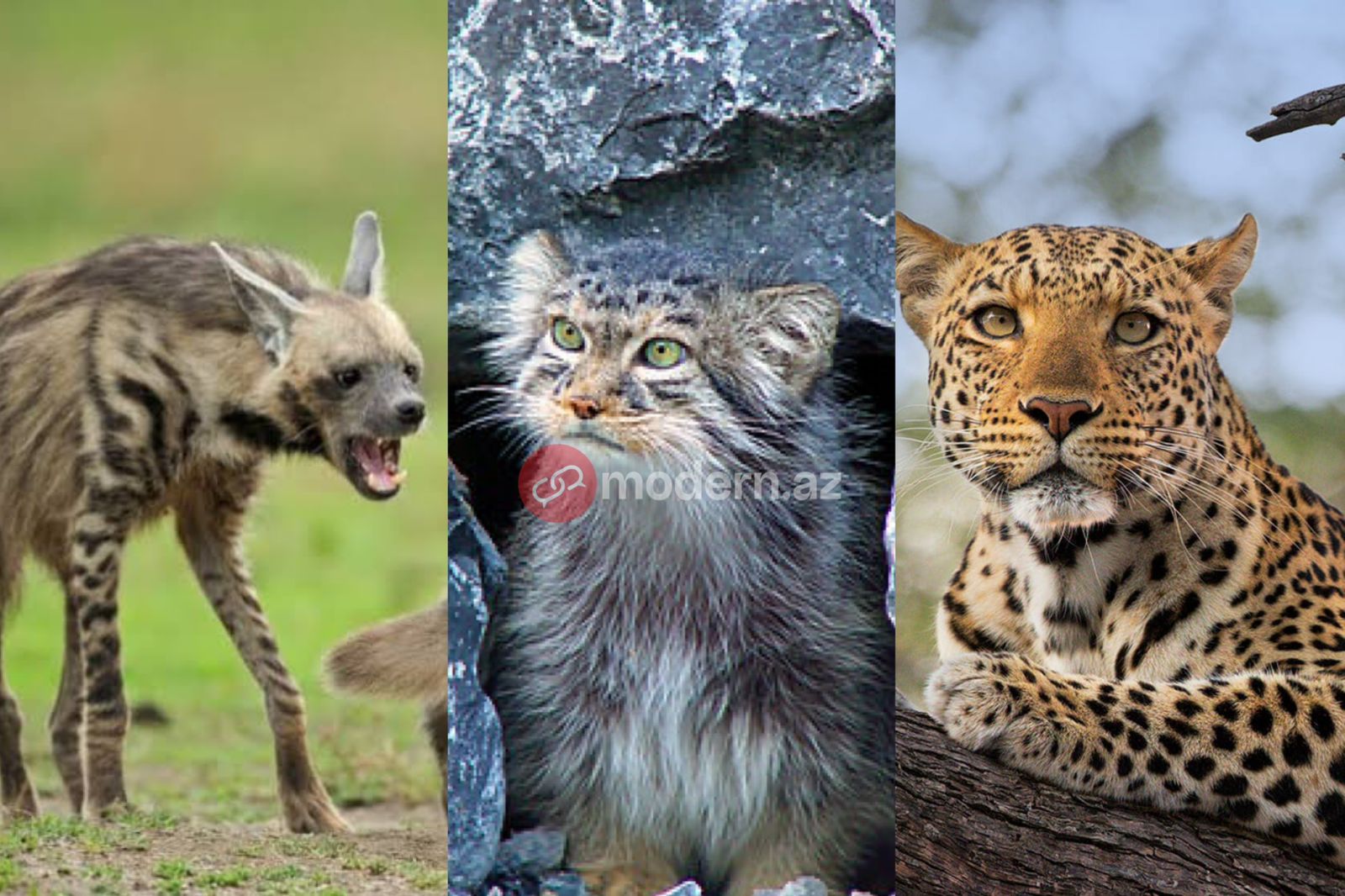 Ölkəmizdə ən nadir 3 heyvan - Onları ovlayanları həbs GÖZLƏYİR