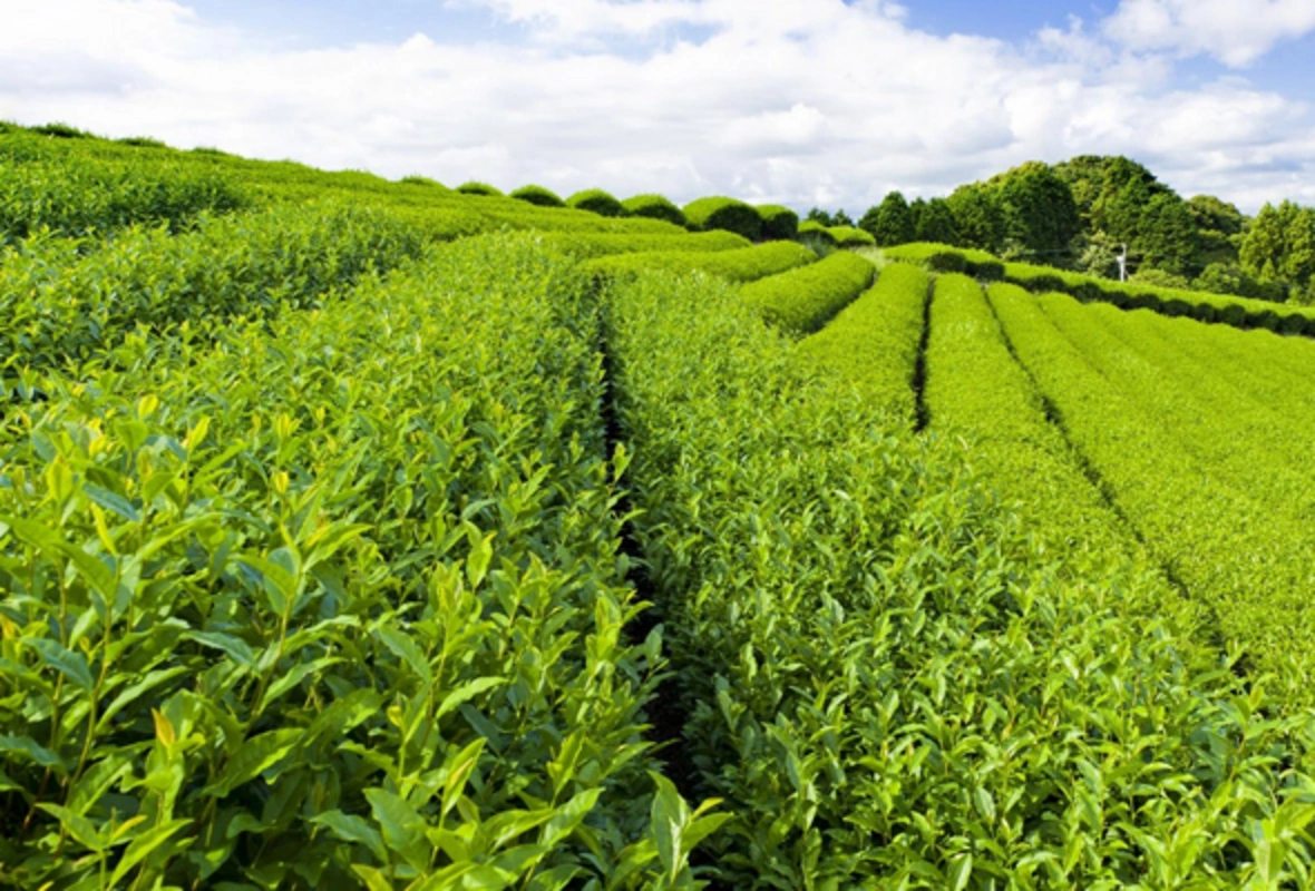 Çay plantasiyaları azalır, hədəflər kağız üzərində qalır - səbəb