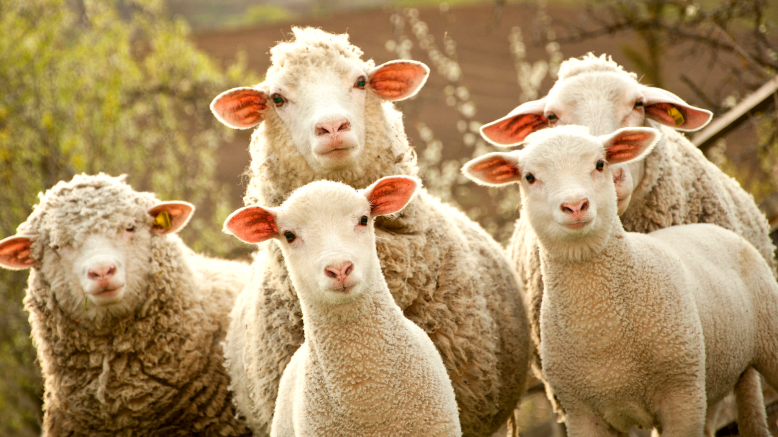 Azərbaycan quzusu monqol quzusuna UDUZUR