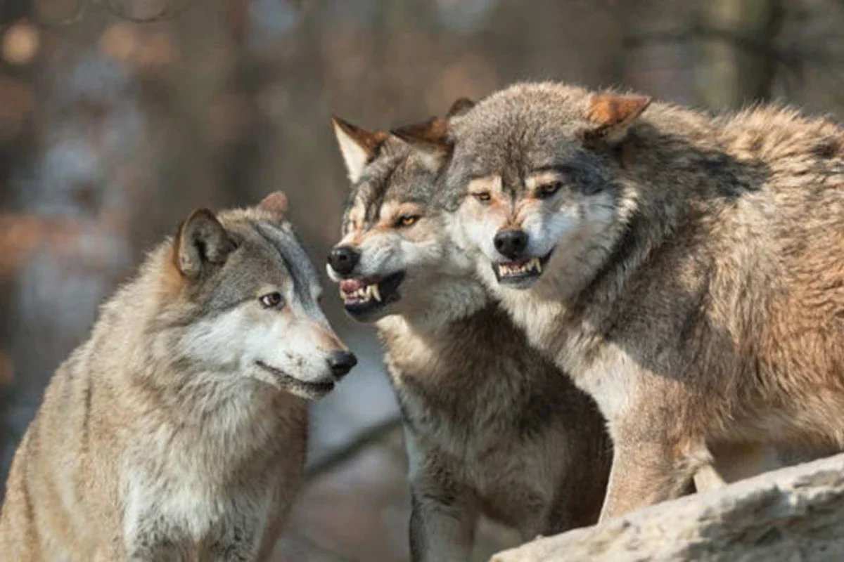 İki rayonda canavarlar kəndlərə hücum edib