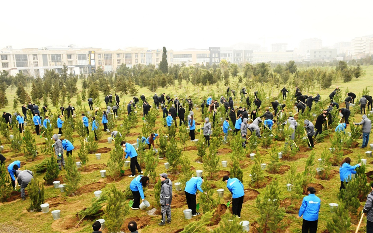 Bakıda ağacəkmə aksiyası - Fotolar